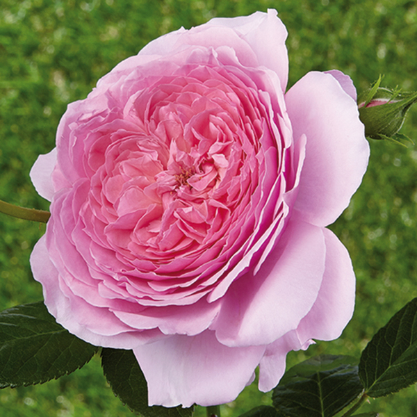 Romantic rose