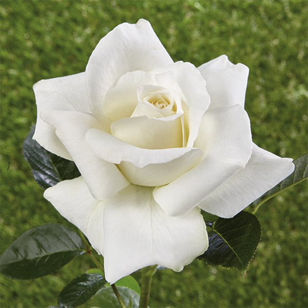 Historical rose