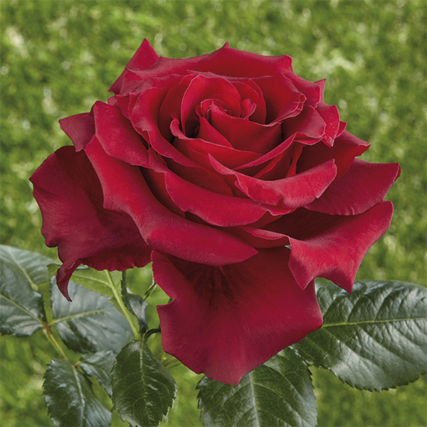 Hybrid tea rose