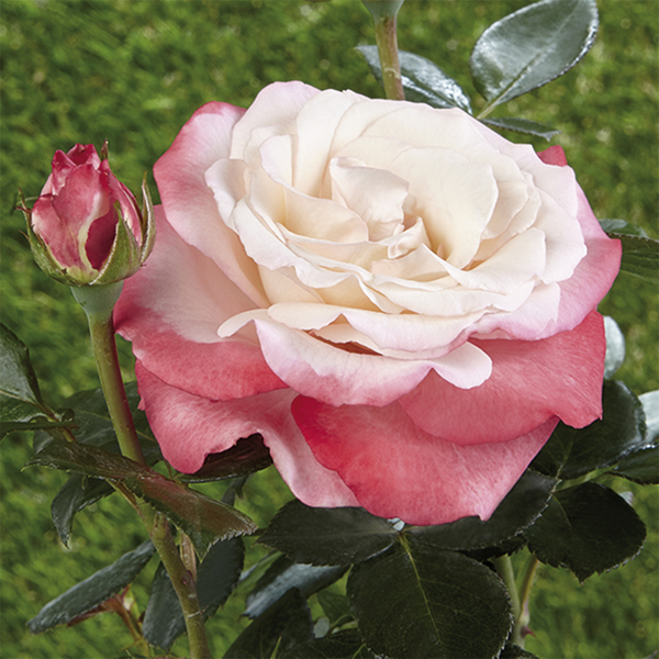 Bed rose