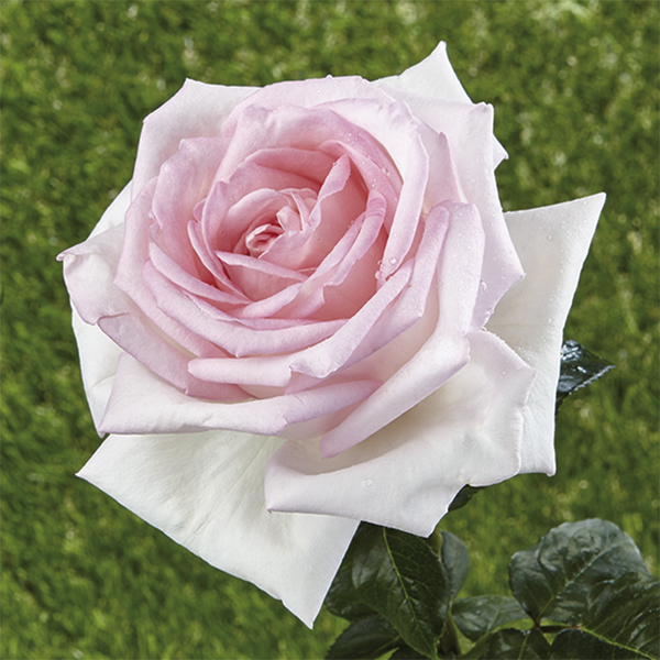 Park - shrub rose