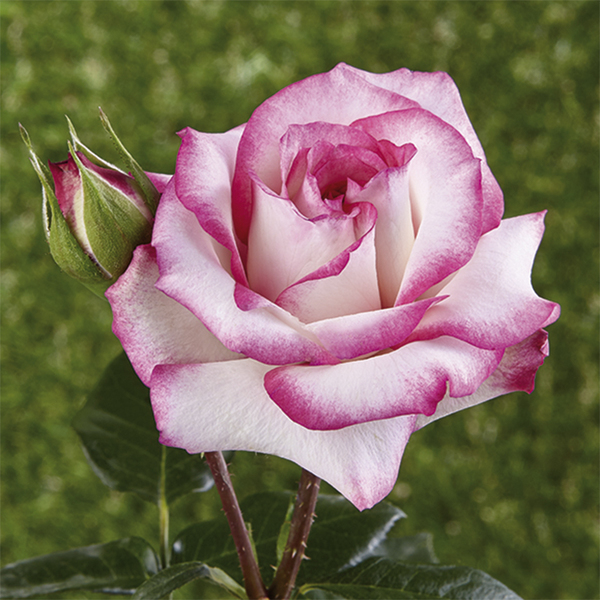 Climbing and rambling rose