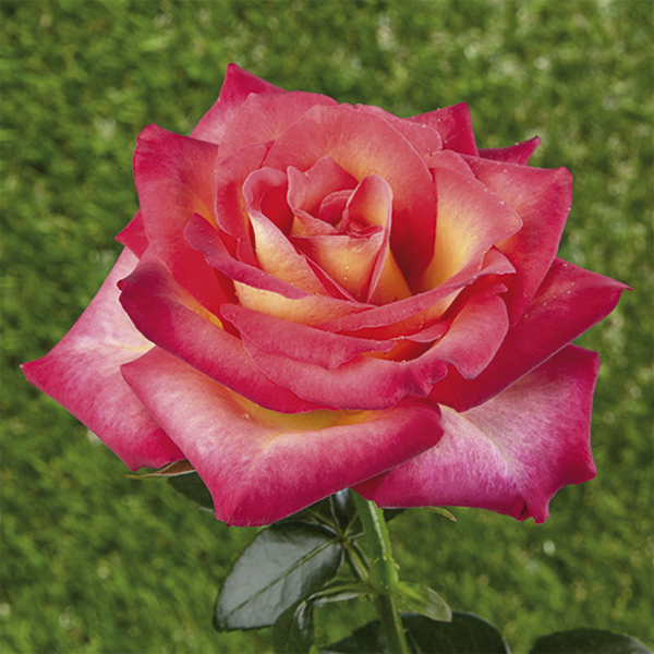 Mini - dwarf rose